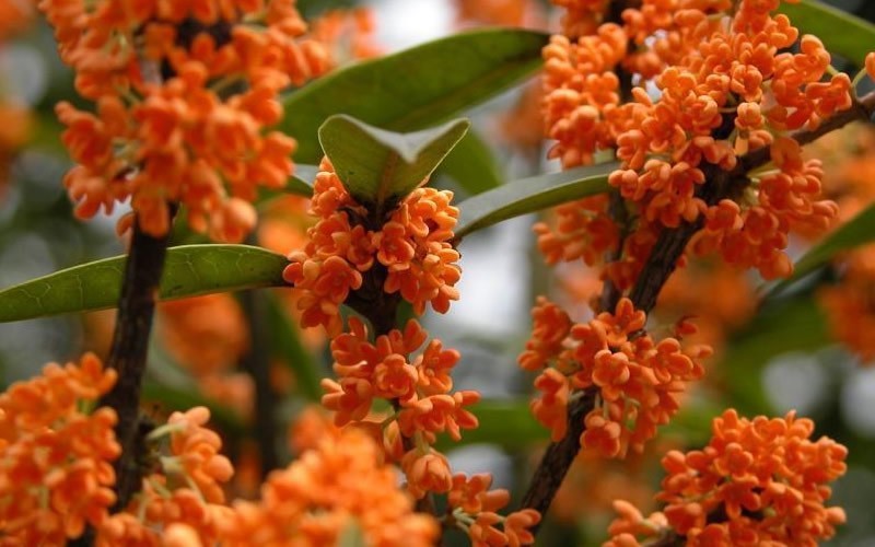 Tea Olive (Osmanthus fragrans)